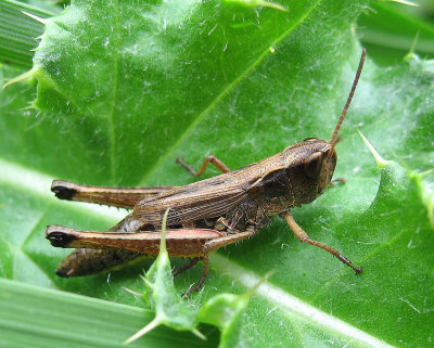 Marsh Meadow Grasshopper (Chorthippus curtipennis)