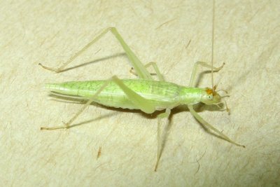 Snowy Tree Cricket (Oecanthus fultoni)