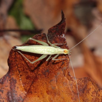 Narrow-winged Tree-Cricket (Oecanthus niveus)
