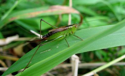 Short-winged Meadow Katydid (Conocephalus brevipennis)