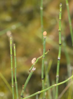 Variegated Scouring Rush (Equisetum variegatum)