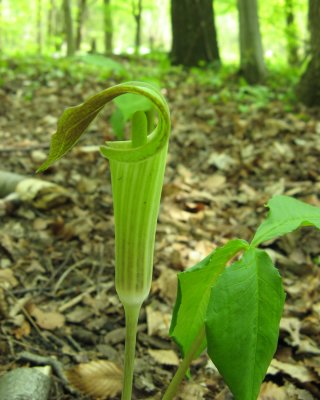 Jack-in-the-Pulpit (Arisaema triphyllum)