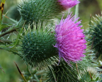 Bull Thistle (Cirsium vulgare)