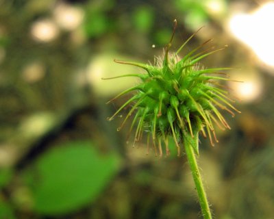 Common Burdock (Arctium minus)