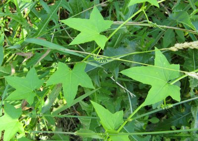 Wild Cucumber (Echinocystis lobata)