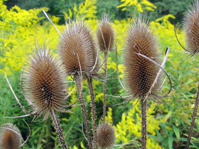 Common Teasel (Dipsacus fullonum)