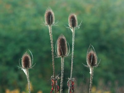 Common Teasel (Dipsacus fullonum)