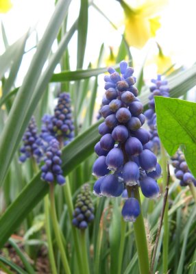 Grape Hyacinth (Muscari botryoides)