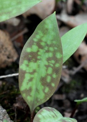 Trout-Lily (Erythronium americanum)