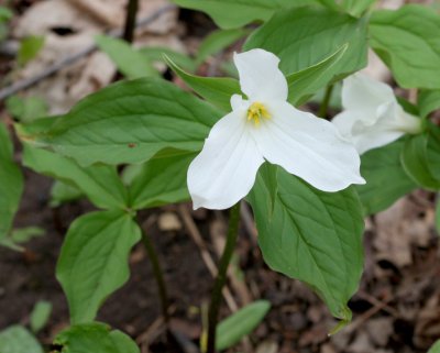 White Trillium (Trillium grandiflorum)