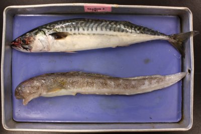 Atlantic Mackerel and Ocean Pout
