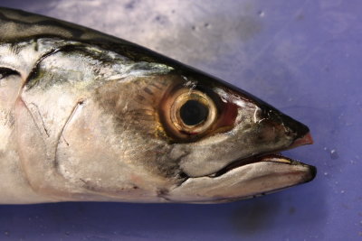Atlantic Mackerel (Scomber scombrus)