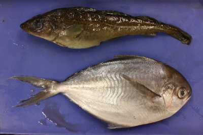 Atlantic Cod and American Harvestfish