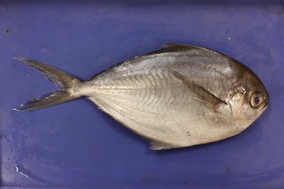 American Harvestfish (Peprilus triacanthus)