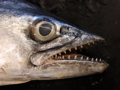 Spanish Mackerel (Scomberomorus maculatus)