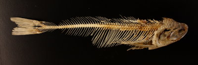 Goldeneye (Hiodon alosoides)