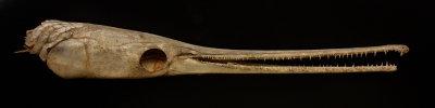 Longnose Gar (Lepisosteus osseus)