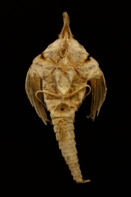Sea Moth (Pegasus papilio)