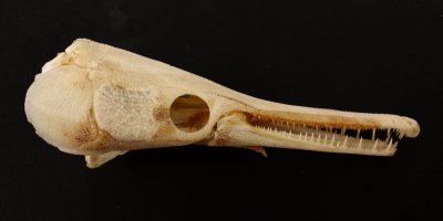 Shortnose Gar (L. platostomus)