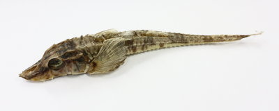 Sturgeon Poacher (Agonus acipenserinus)