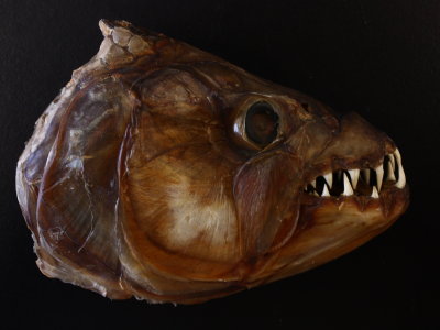 Tigerfish (Hydrocynus goliath)