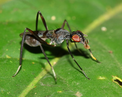Diptera of Ecuador