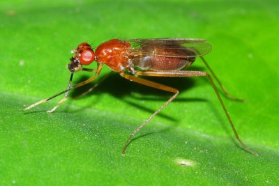 Stilt-legged Fly, Grallipeza sp. (Micropezidae)