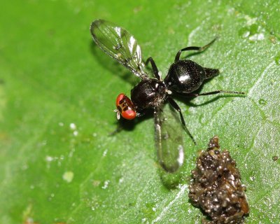 Richardiid Fly, Melanoloma sp. (Richardiidae: Richardiinae)