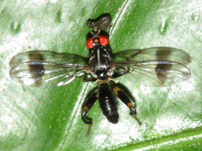 Richardiid Fly, Richardia sp. (Richardiidae: Richardiinae)