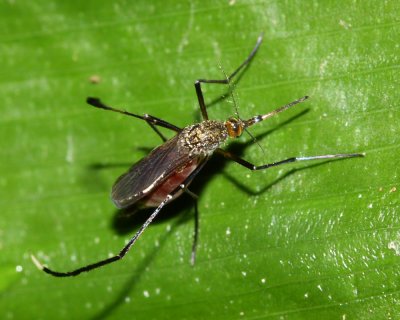 Mosquito, Psorophora sp. (Culicidae)