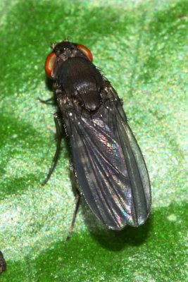 Curtonotum cf. impunctatum (Curtonotidae)