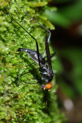 Stilt-legged Fly, Scipopus sp. (Micropezidae)
