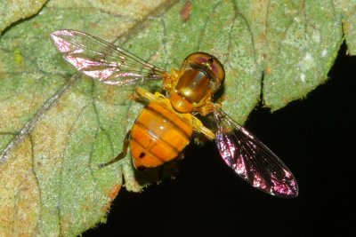 Flower Fly, Toxomerus sp. (Syrphidae: Syrphinae)