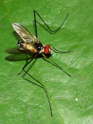 Bristle Fly, Cholomyia inaequipes (Tachinidae: Tachininae)