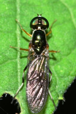Soldier Fly (Stratiomyidae)