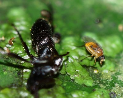 Ant-loving Scuttle Fly (Phoridae)