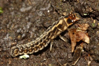 Cantharoid larva