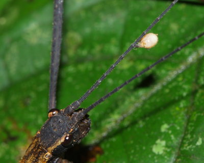 Biting Midge, Forcipomyia (Microhelea) sp. (Ceratopogonidae: Forcipomyiinae)