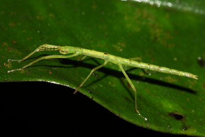 Walkingstick nymph