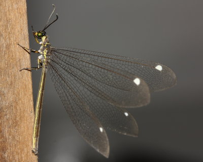 Antlion (Myrmeleontidae)