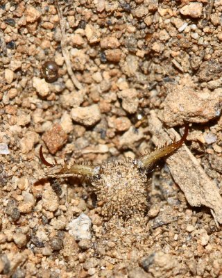 Antlion (Myrmeleonidae)