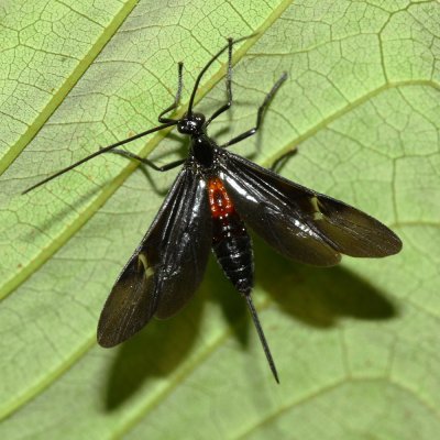 Braconid Wasp (Braconidae: Braconinae)