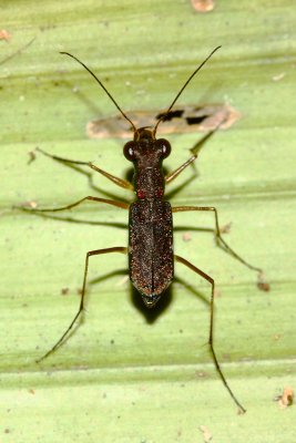 Tiger Beetle, Odontocheila sp. (Cicindelidae)