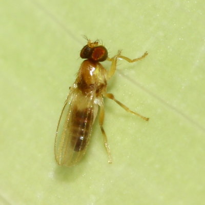 Stenomicra sp. (Periscelididae)