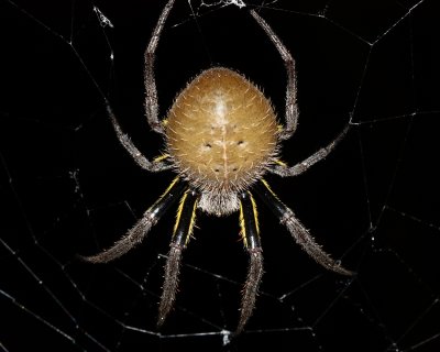 Arachnids of Ecuador I