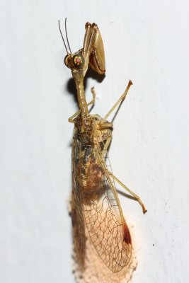 Mantisfly, Dicromantispa sp. (Mantispidae)