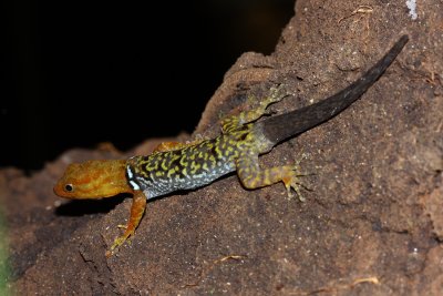 Collared Forest Gecko, Gonatodes concinnatus (Sphaerodactylidae)