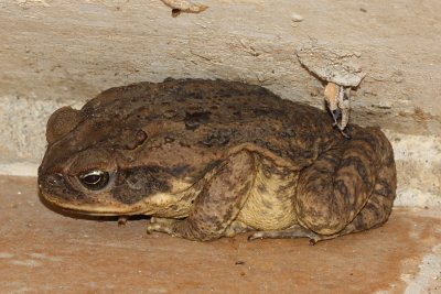 Marine Toad, Bufo marinus (Bufonidae)