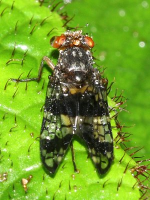 Picture-winged Fly, Paragorgopis sp. (Ulidiidae)