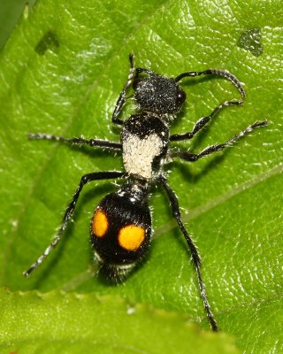 Velvet Ant, Hoplomutilla cp. (Mutillidae)